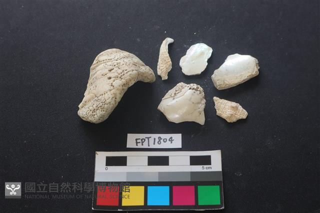 貝殼藏品圖，第3張