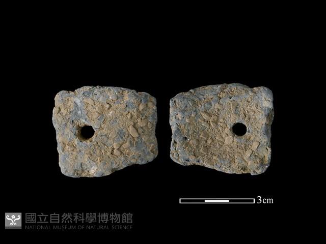 Accession Number:TMLII-PT471 Collection Image