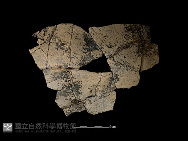 陶片藏品圖，第1張