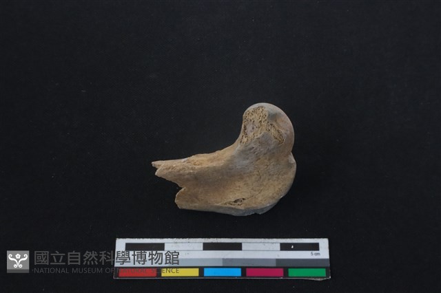 山羌骨藏品圖，第2張