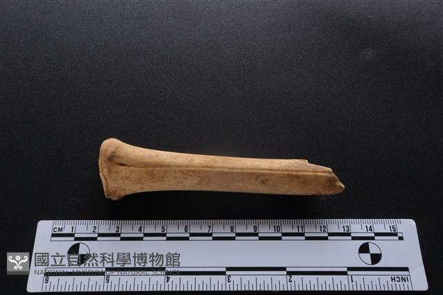 梅花鹿骨藏品圖，第2張