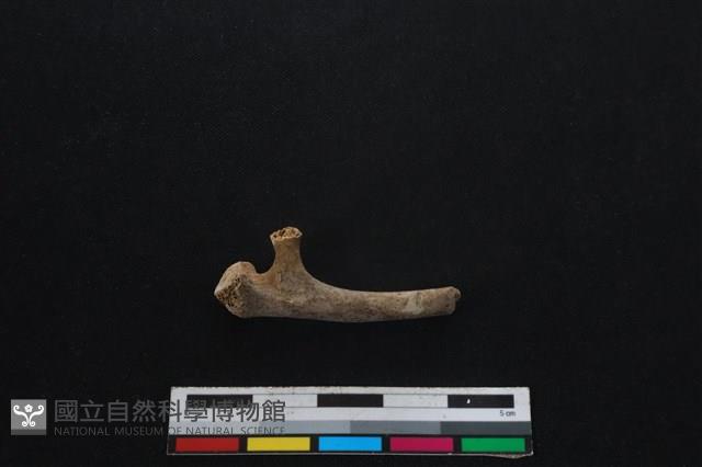 山羌骨藏品圖，第2張