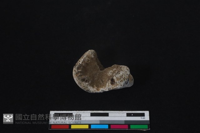 梅花鹿骨藏品圖，第2張