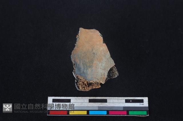 梅花鹿骨藏品圖，第2張