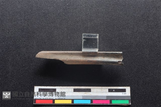 獐骨藏品圖，第2張