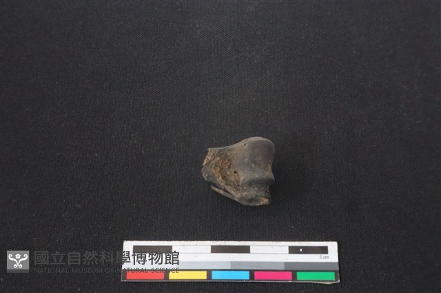 山羌骨藏品圖，第2張