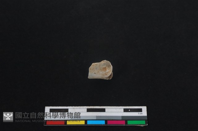 梅花鹿骨藏品圖，第2張