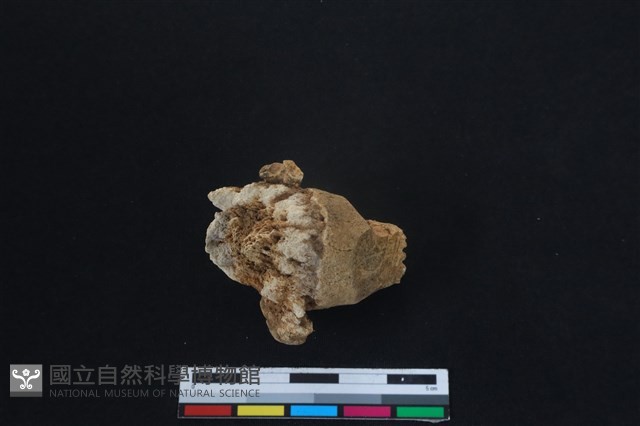 梅花鹿骨藏品圖，第2張