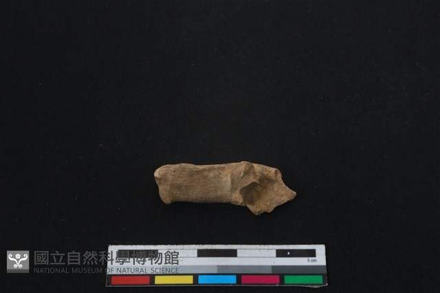 山羌骨藏品圖，第2張
