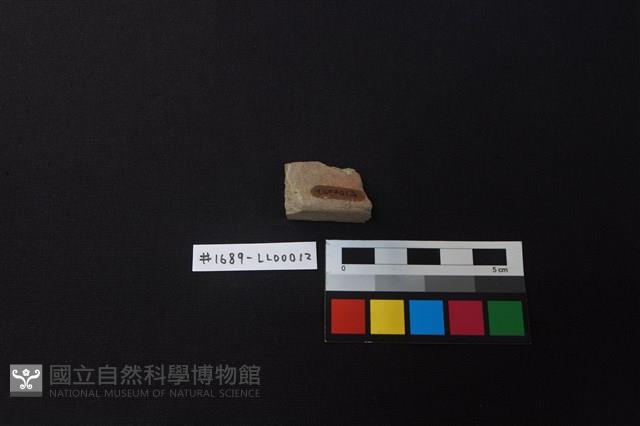 陶片藏品圖，第2張