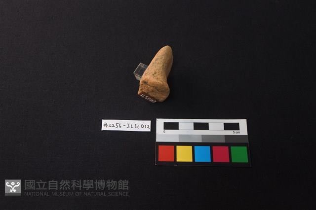 陶片藏品圖，第2張