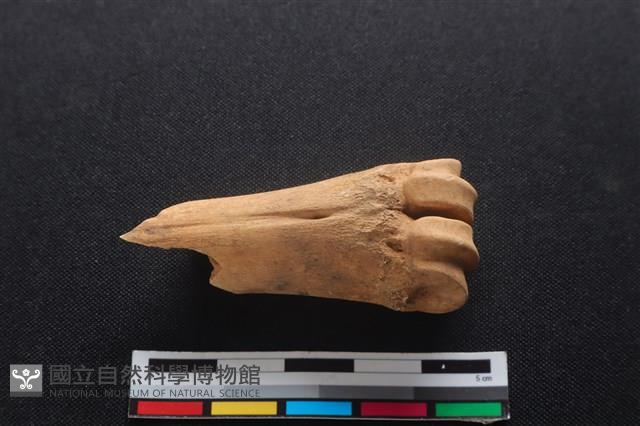 梅花鹿骨藏品圖，第2張