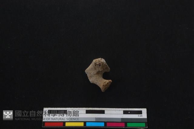 山羌骨藏品圖，第2張