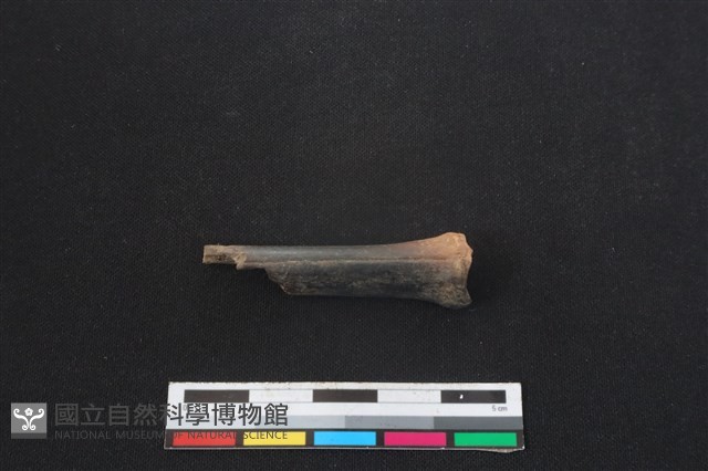 山羌骨藏品圖，第2張