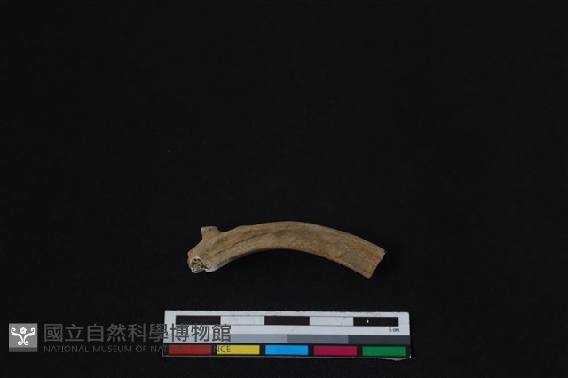 梅花鹿骨藏品圖，第2張