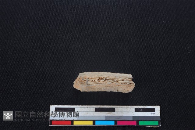 梅花鹿骨藏品圖，第2張