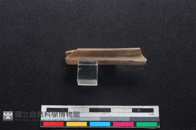 獐骨藏品圖，第2張