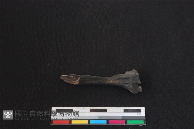 山羌骨藏品圖，第2張