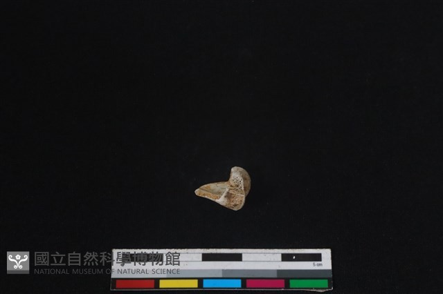 梅花鹿骨藏品圖，第2張