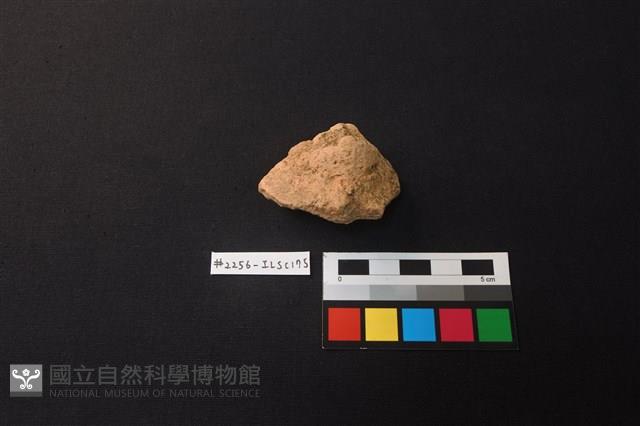 陶片藏品圖，第2張