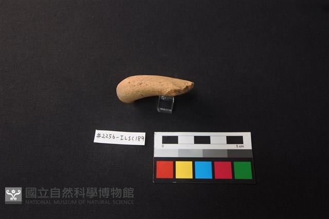 陶片藏品圖，第2張