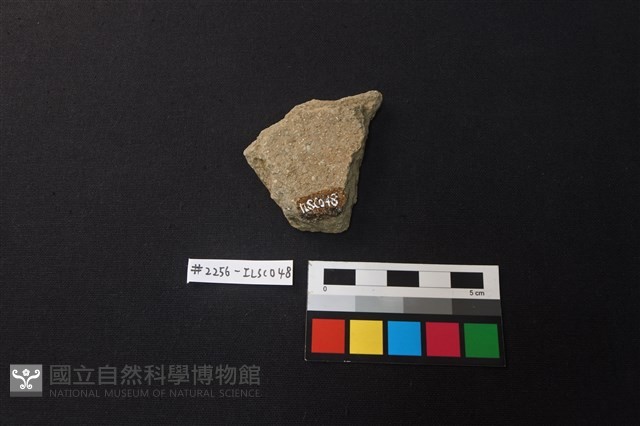 陶片藏品圖，第2張