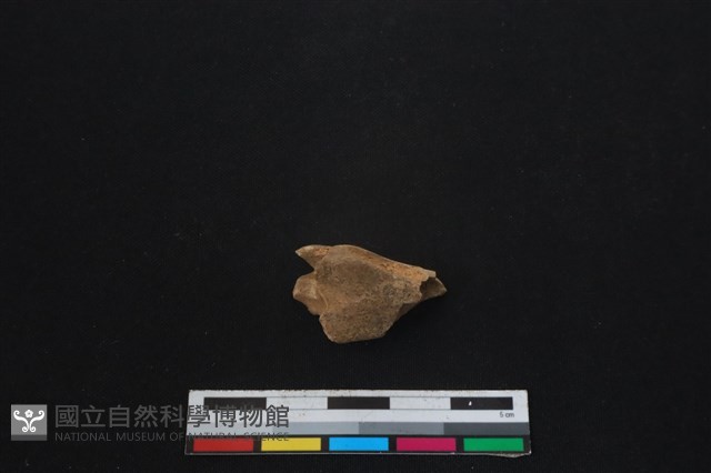 山羌骨藏品圖，第2張