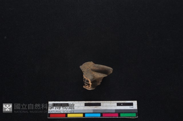 梅花鹿骨藏品圖，第2張