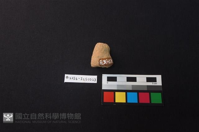 陶片藏品圖，第2張