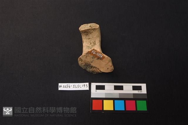 陶片藏品圖，第2張