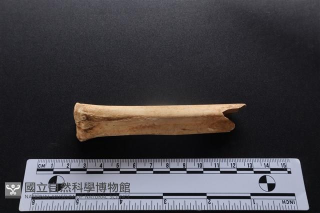 梅花鹿骨藏品圖，第1張