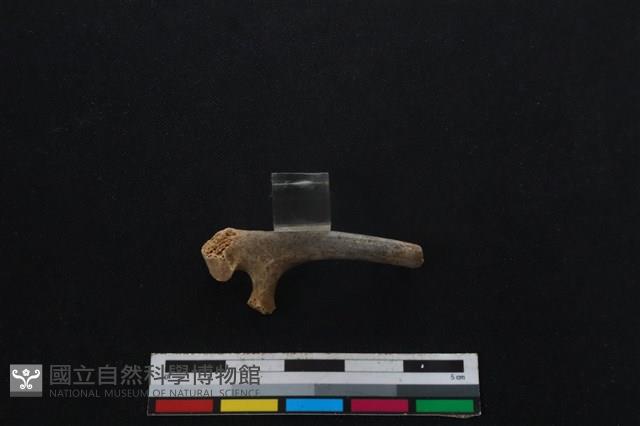 山羌骨藏品圖，第1張