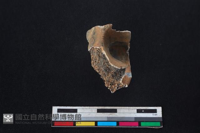 梅花鹿骨藏品圖，第1張