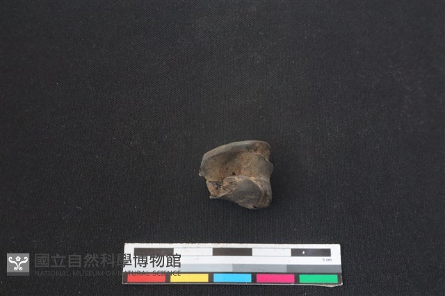 山羌骨藏品圖，第1張