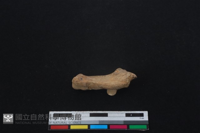山羌骨藏品圖，第1張