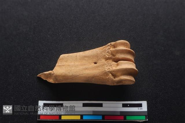 梅花鹿骨藏品圖，第1張