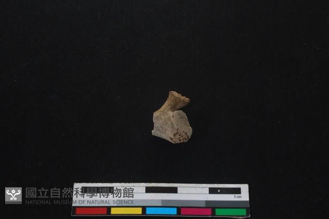 山羌骨藏品圖，第1張