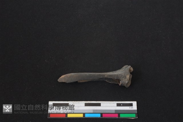 山羌骨藏品圖，第1張