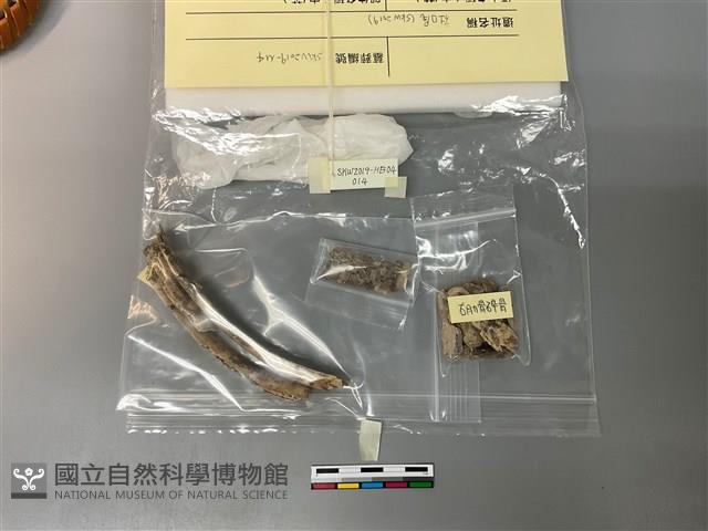 人骨藏品圖，第1張