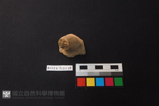 陶片藏品圖，第1張