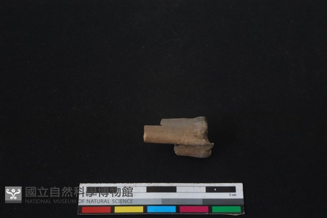 山羌骨藏品圖，第1張