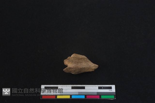 山羌骨藏品圖，第1張