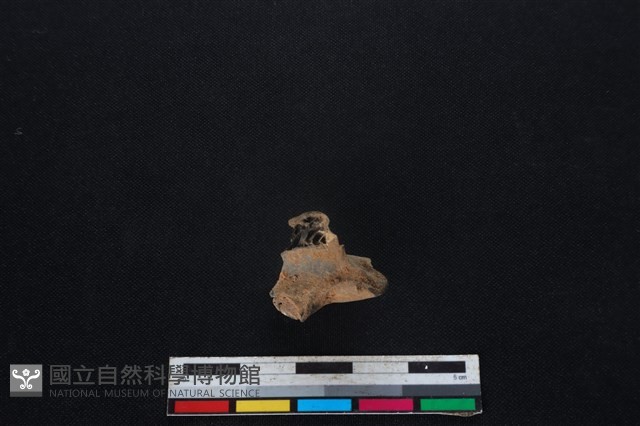 梅花鹿骨藏品圖，第1張