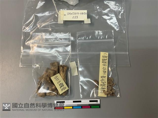人骨藏品圖，第1張