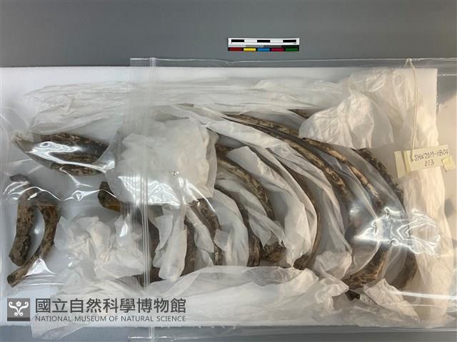 人骨藏品圖，第1張