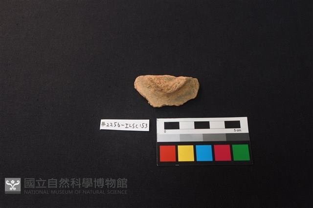 陶片藏品圖，第1張