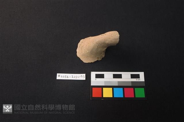 陶片藏品圖，第1張