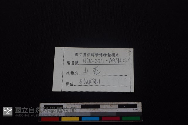 山羌骨藏品圖，第5張