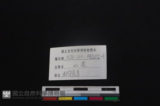 山羌骨藏品圖，第3張