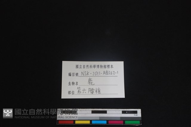 梅花鹿骨藏品圖，第3張